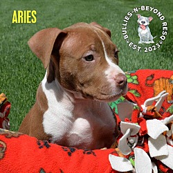Photo of Zodiac Litter: Aries