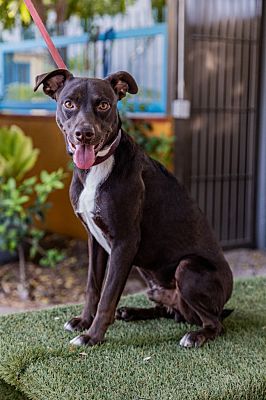 Seattle, WA - Italian Greyhound. Meet Banjo (Brownie) a Pet for ...