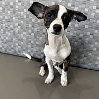 adopt a pet