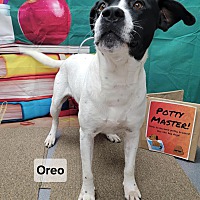 adopt a pet
