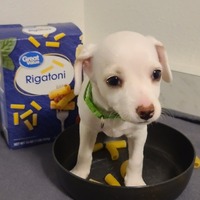 adopt-pet