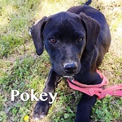 Thumbnail photo of Pokey #1