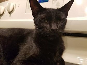 Adopt A Pet Petsmart Charities