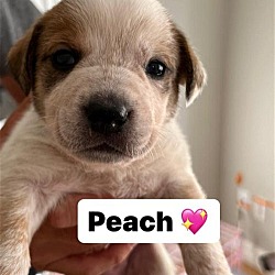 Thumbnail photo of Peach #2