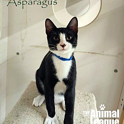 Thumbnail photo of Asparagus #1