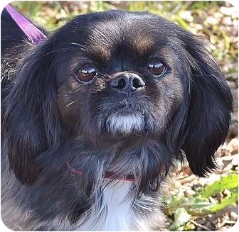 pekingese cavalier mix