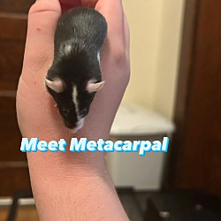 Photo of Metacarpal