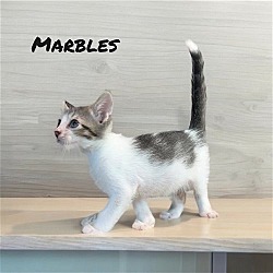 Photo of Marbles