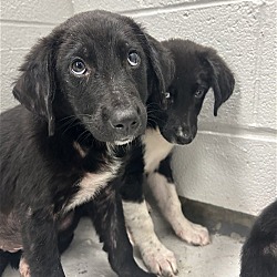 Thumbnail photo of FOSTERS NEEDED FOR PUPPIES! #1