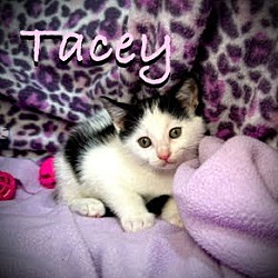 Thumbnail photo of Tracey #1