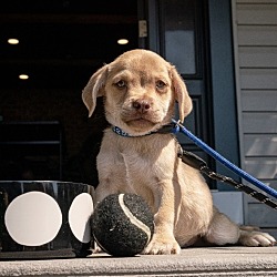 Thumbnail photo of SEPIA  6 POUND PUPPY   ARRIVING SEPTEMBER 14th #2