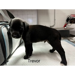 Thumbnail photo of Trevor #2