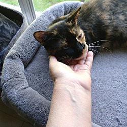 Thumbnail photo of Zena the precious Calico #1