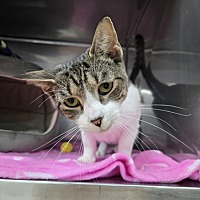 adopt a pet