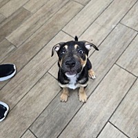 adopt a pet