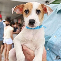 adopt a pet