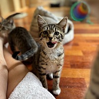 adopt a pet