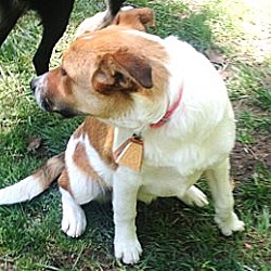 Thumbnail photo of Sweetest Puppy Bendi! #4