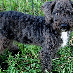 Thumbnail photo of POOH(ADORABLE "SCHNOODLE" PUP! #3