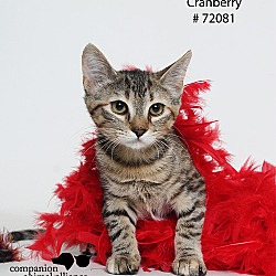 Thumbnail photo of Cranberry  (Foster Care) #1