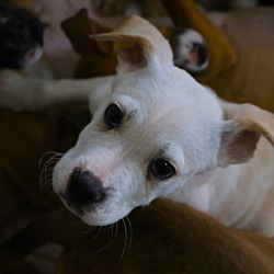 Thumbnail photo of Q & P need FOSTER HOME now:) #2