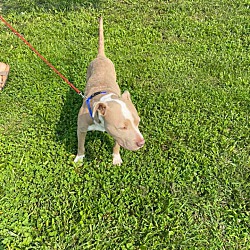Adopted Pets At Bracken County Animal Shelter In Brooksville Kentucky
