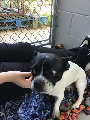 Eau Claire, WI - Mixed Breed (Large). Meet SHASTA a Pet for Adoption