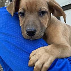 Thumbnail photo of Navidad~adopted! #1