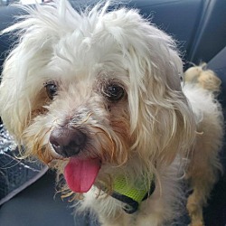 Photo of Sparky (Ringo)