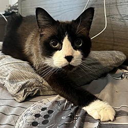 Photo of Teddy (aka Raymond)