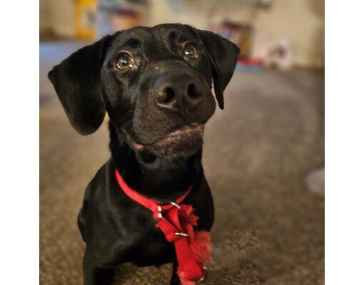 Indianapolis, IN - Labrador Retriever. Meet VALENTINO a Pet for ...