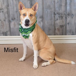 Thumbnail photo of Misfit #2