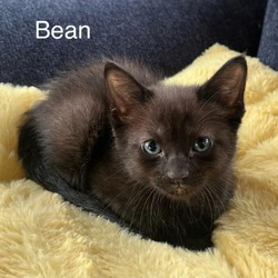 Thumbnail photo of Bean #1
