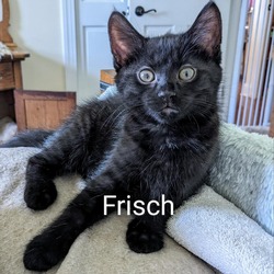Photo of Frisch