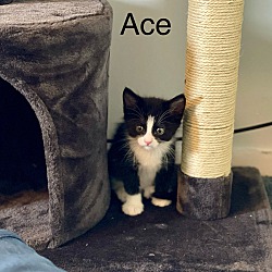 Photo of Ace