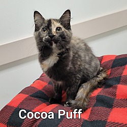 Thumbnail photo of Cocoa Puff #2