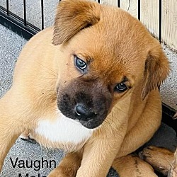 Thumbnail photo of Vaughn #3