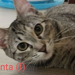 Thumbnail photo of Fanta #2