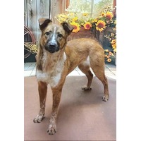 adopt-pet