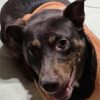 adopt a pet
