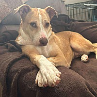 adopt-pet