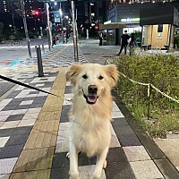 adopt-pet