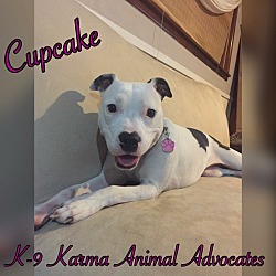 Photo of Cupcake