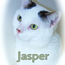 Thumbnail photo of Jasper #1