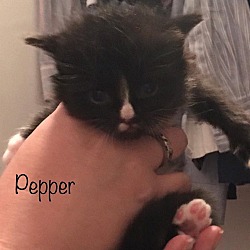 Thumbnail photo of Willow Pepper Birch Ash Kitten #4