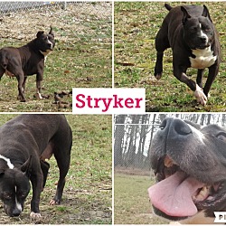 Thumbnail photo of Stryker #1