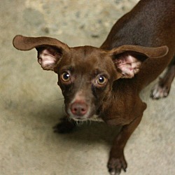 Thumbnail photo of Lucky-Chiweenie! #3