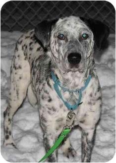 Berea Oh German Shorthaired Pointer Meet Jackson A Pet For