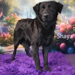 Photo of Shaya