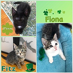 Photo of Fiona, Finn, and Fitz: Luck of the Irish litter